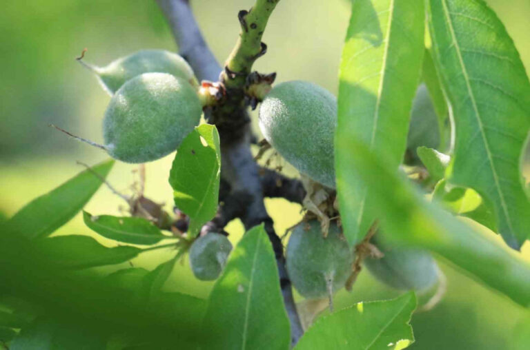 ERKENCİ BADEMLER ÇIKTI, DİĞER AĞAÇLAR ÇİÇEK AÇTI